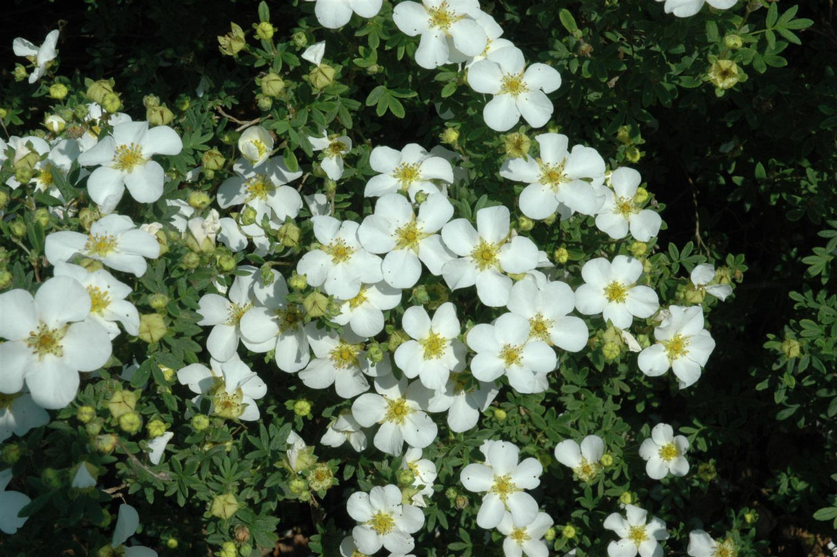 Potentilla 'Abbotswood' mit Blüte, erhältlich von 20-30 bis 40-60 cm ;;ab 4,10 Euro