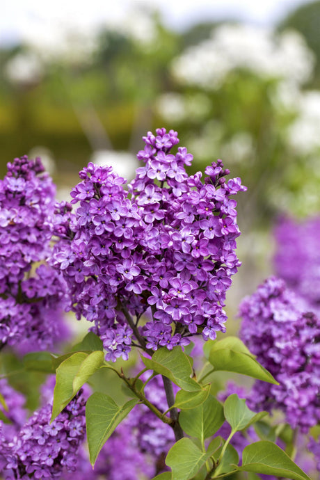 Syringa vulg. 'Katharine Havemeyer' mit Blüte, erhältlich von 40-60 bis 150-175 cm ;;ab 7,20 Euro