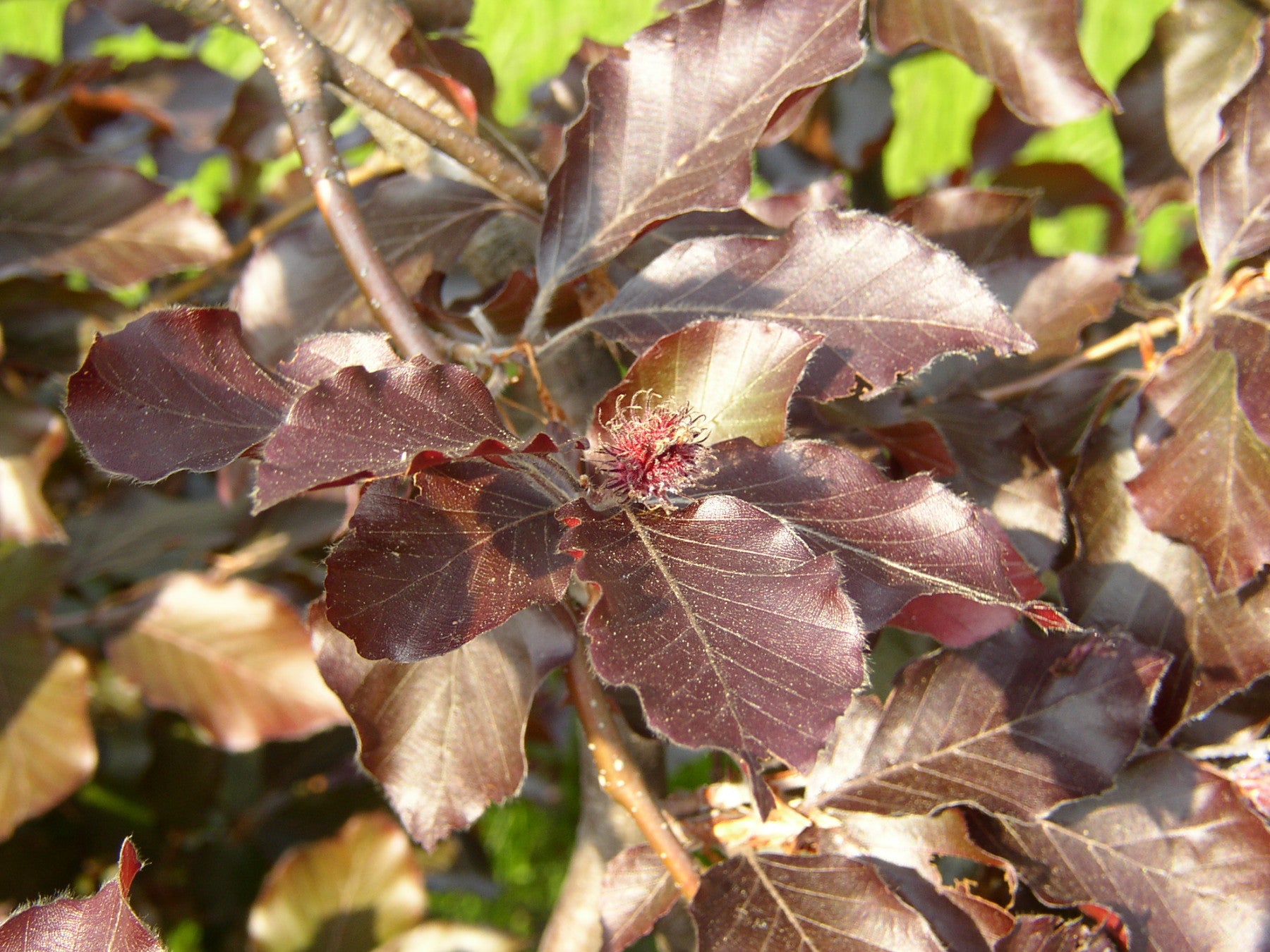 Fagus sylvatica 'Purpurea Pendula' (Schwarzrote Hängebuche)