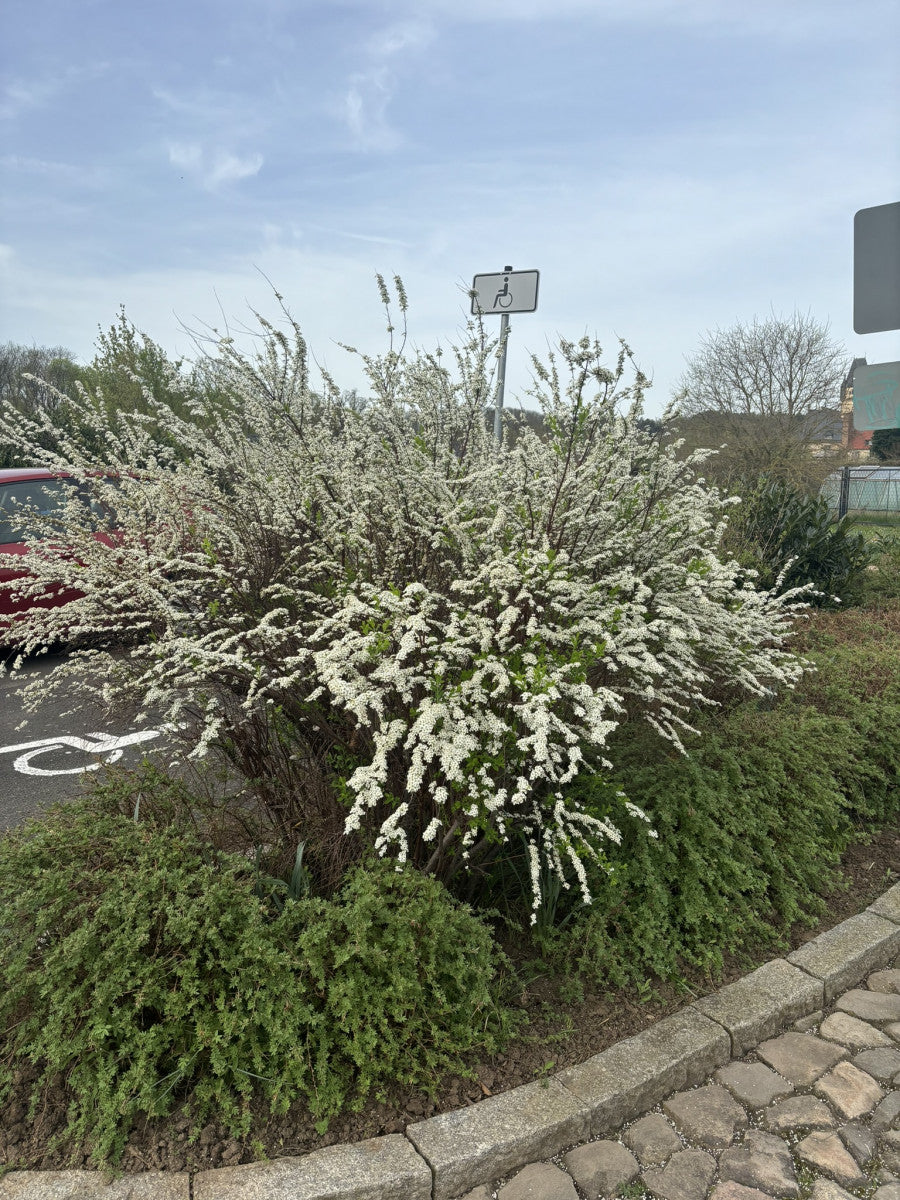 Spiraea bridalwreath , erhältlich als: Solitär, verschulte Sträucher ; Pluspunkt: pflegeleicht;;günstig mit Qualität