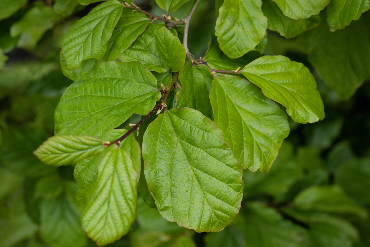 Parrotia persica mit Belaubung, erhältlich von 40-60 bis 450-650 cm ;;ab 39,40 Euro