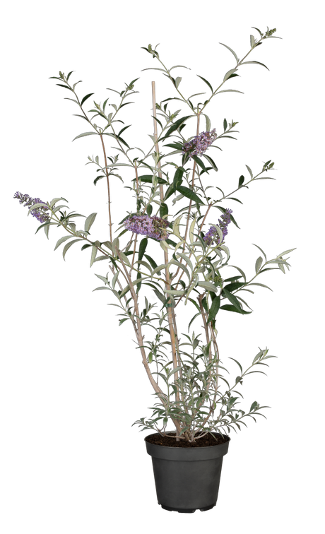 Buddleja davidii 'Nanho Blue' im Topf, erhältlich von 60-100 bis 125-150 cm ;;ab 13,00 Euro