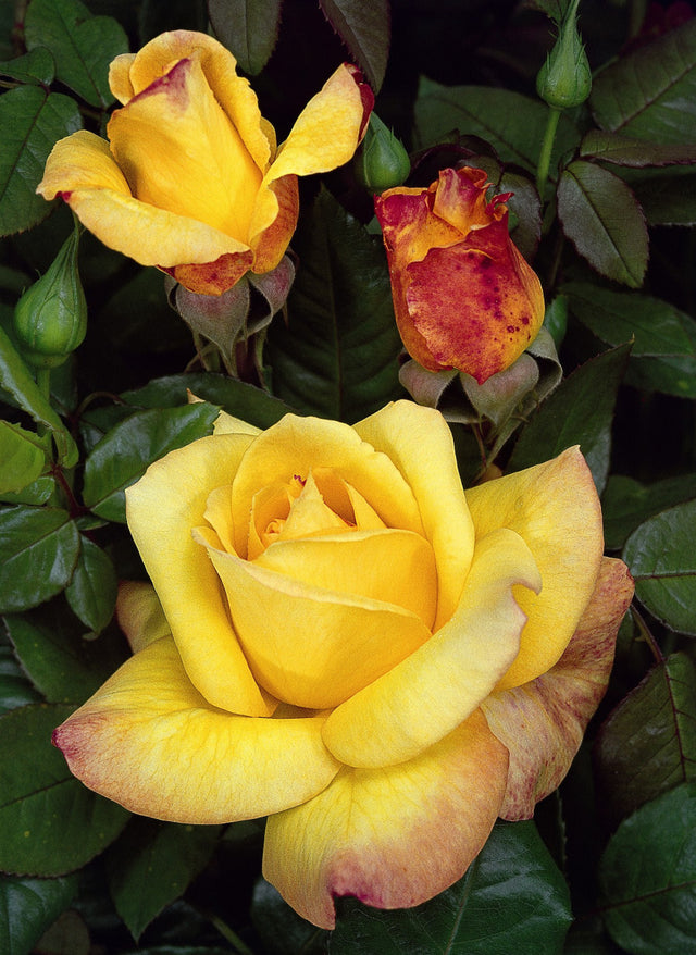 Rosa 'Canary' TH mit Blüte ;;ab 6,50 Euro