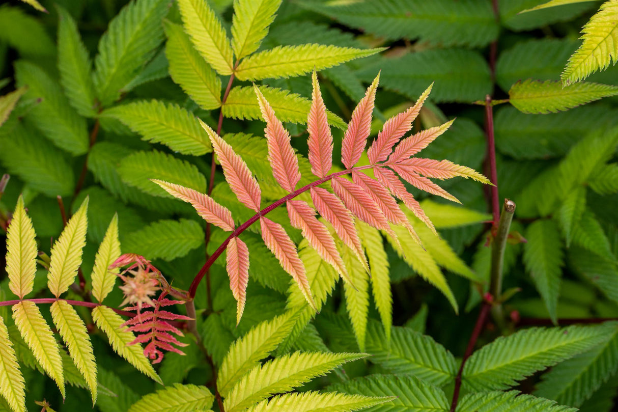 Staghorn Sumac mit Sommerbelaubung ; Einsatz: Vogelnährgehölz ; Pluspunkt: pflegeleicht;;mit zeitnaher Lieferung