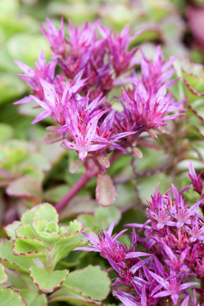 Sedum spurium 'Fuldaglut' (Garten-Teppich-Fettblatt)