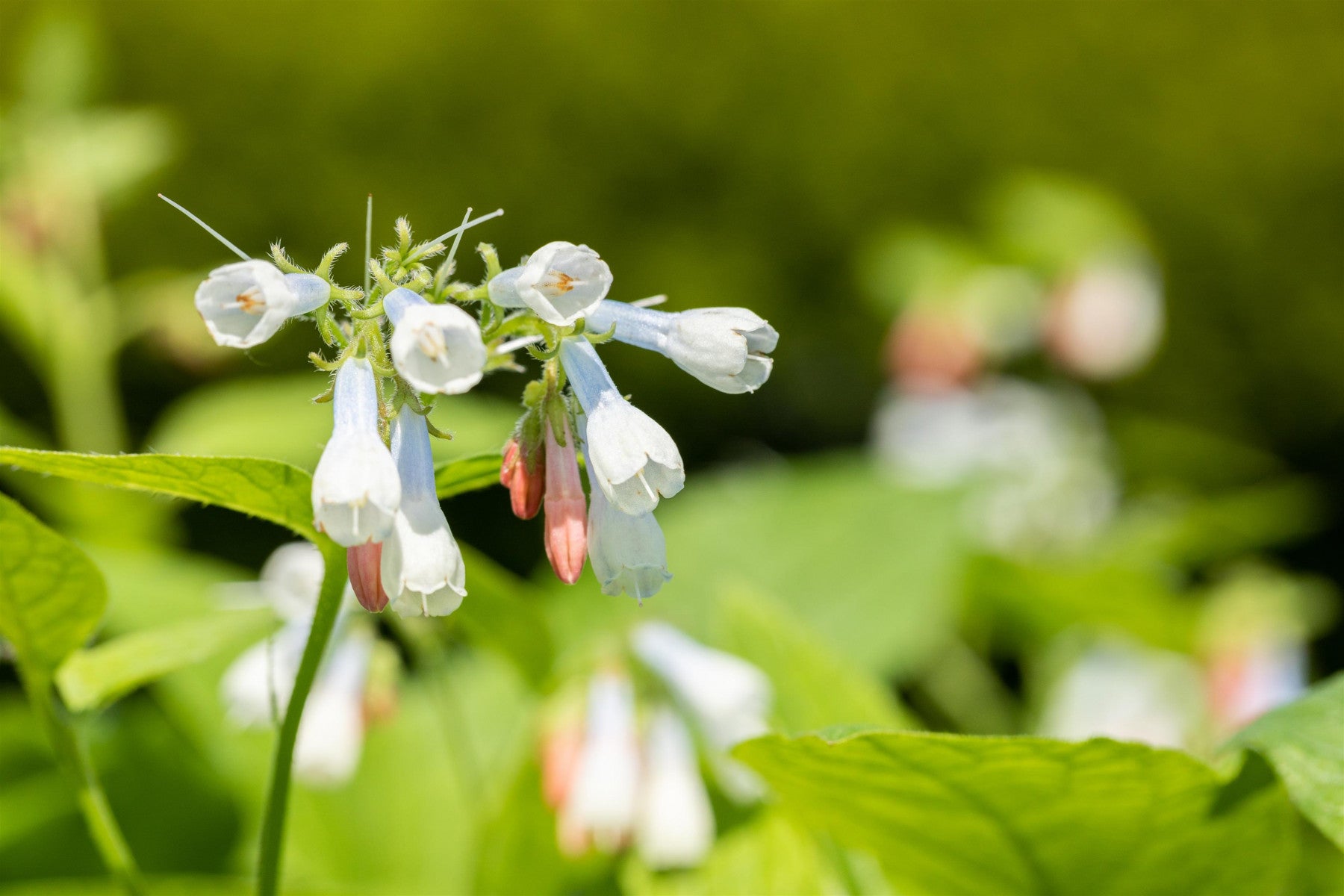 Symphytum grandiflorum 'Hidcote Blue' (Garten-Beinwell)