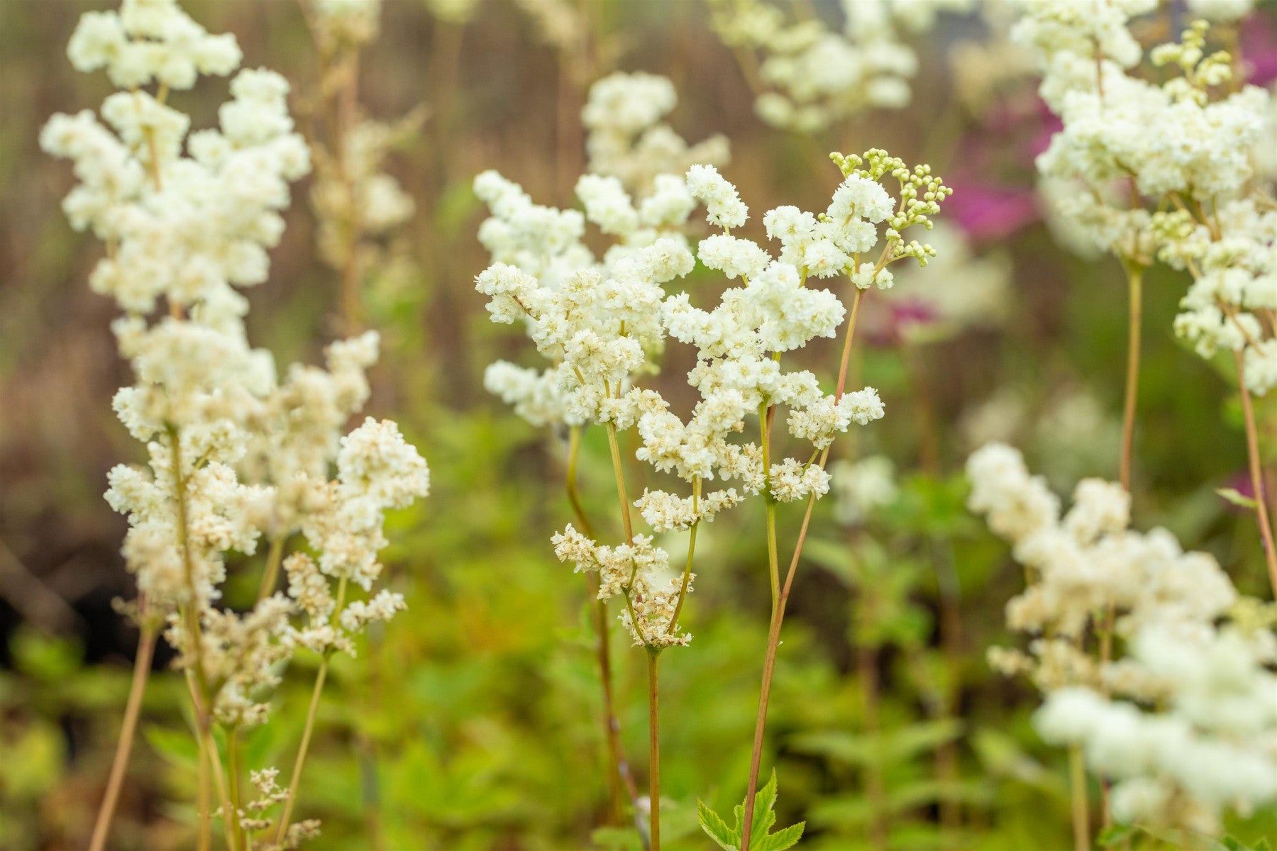 Filipendula ulmaria 'Plena' (Gefülltblühendes Garten-Mädesüß)