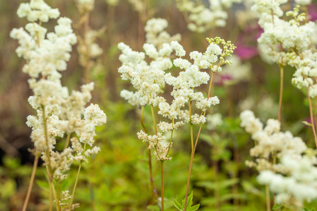 Filipendula ulmaria 'Plena' ;;ab 4,95 Euro