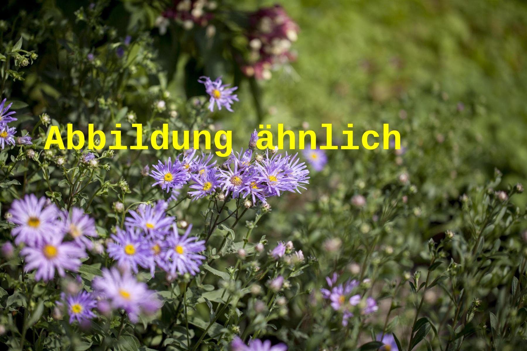 Aster ageratoides 'Eleven Purple' (Wild-Aster)