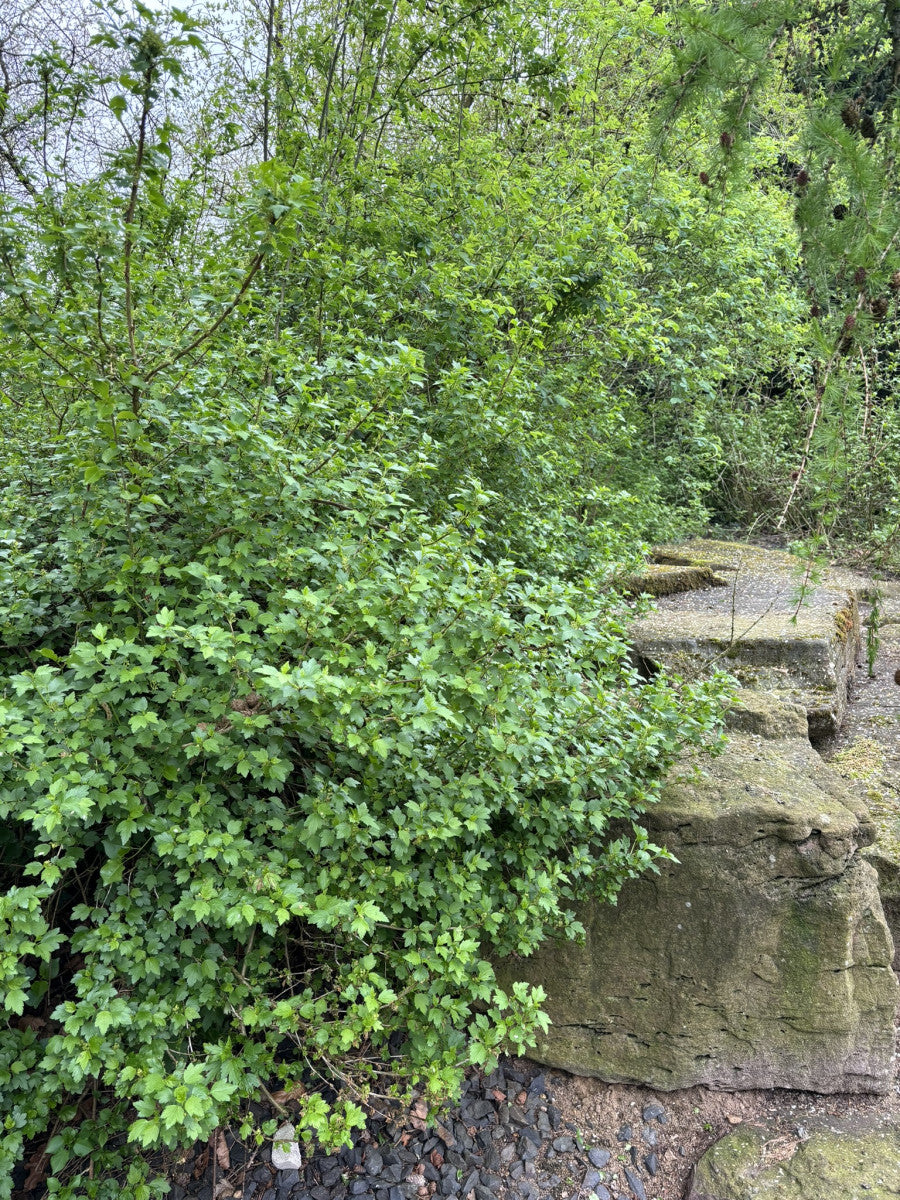 Ribes odoratum als Pflanze im Beet, erhältlich als: Solitär, leichte Sträucher, verschulte Sträucher ; Einsatz: Heckenpflanze ; Pluspunkt: pflegeleicht;;günstig mit Qualität