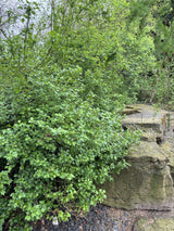 Ribes odoratum als Pflanze im Beet, erhältlich als: Solitär, leichte Sträucher, verschulte Sträucher ; Einsatz: Heckenpflanze ; Pluspunkt: pflegeleicht;;günstig mit Qualität