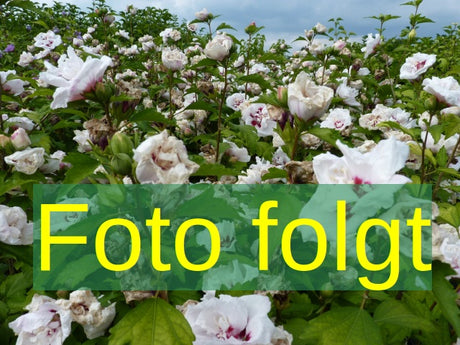 Bild wird ergänzt für Hibiscus syriacus 'Jeanne d'Arc' (Garteneibisch 'Jeanne d'Arc')