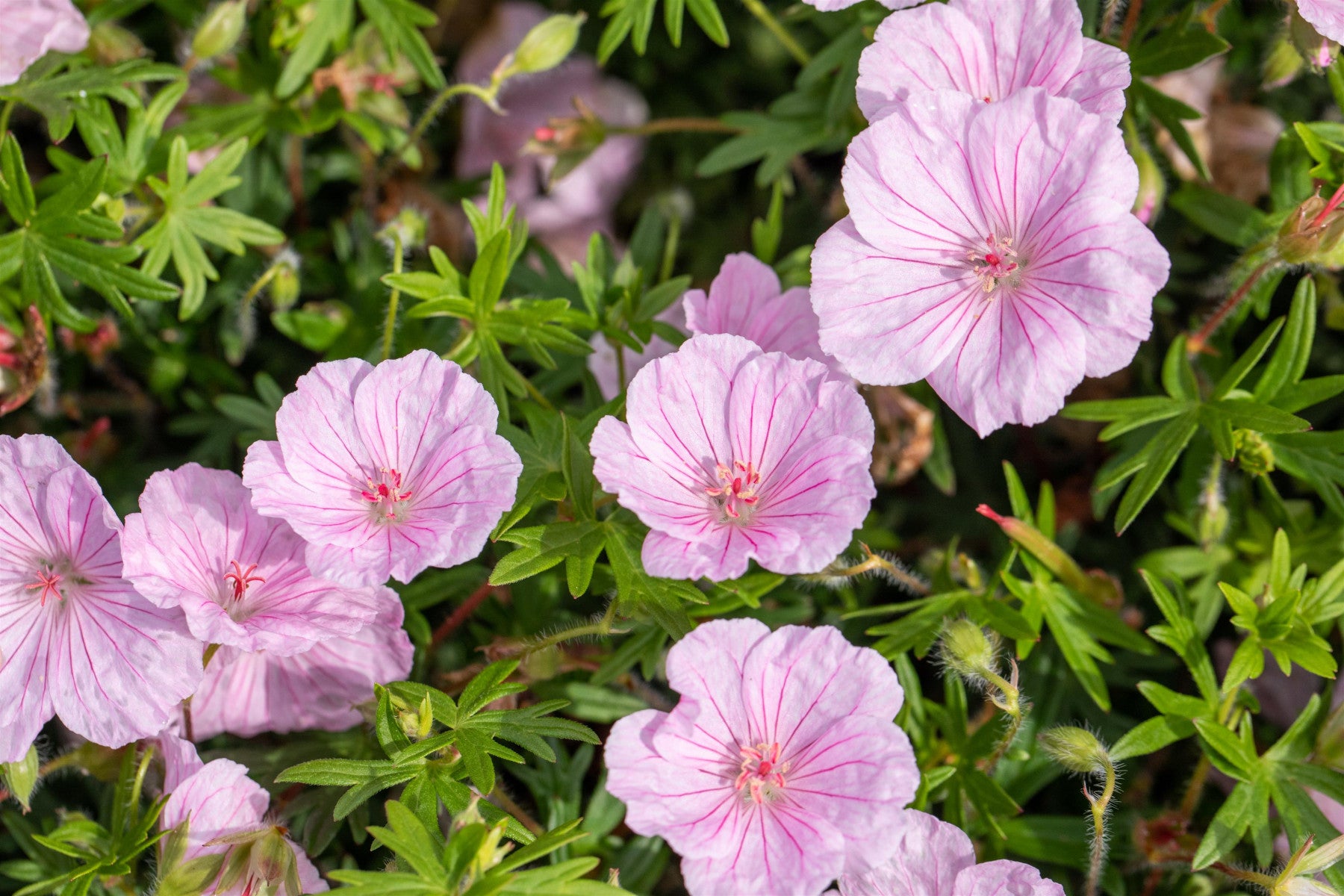 Geranium sanguineum var. striatum (Gestreifter Storchschnabel)