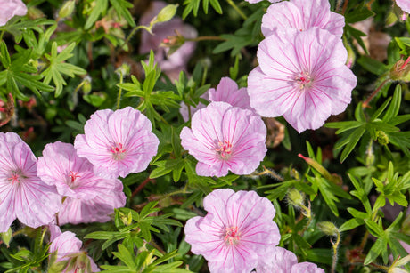 Geranium sanguineum var. striatum mit Blüte ;;ab 3,70 Euro