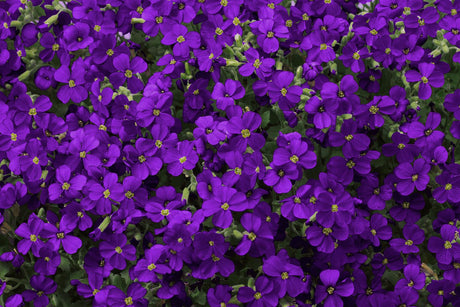 Aubrieta x cult. , blau mit Blüte ;;ab 2,72 Euro