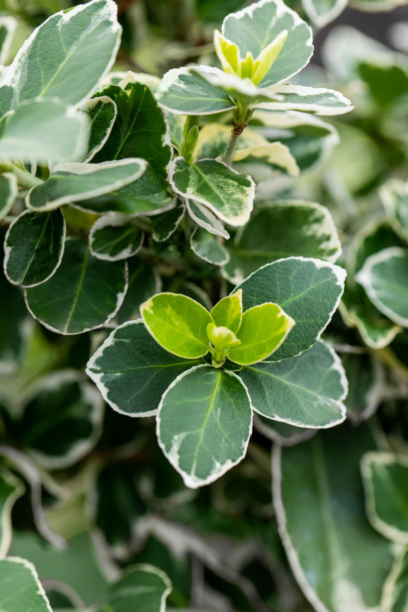 Euonymus fortunei 'Silver Queen' (Weißbunte Kriechspindel 'Silver Queen')