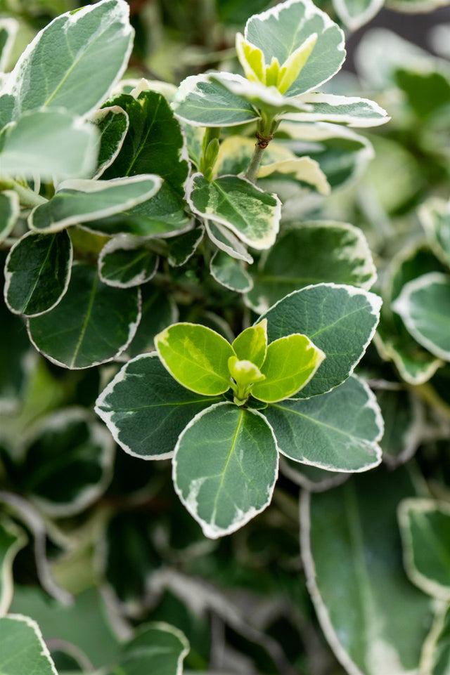 Euonymus fortunei 'Silver Queen' , erhältlich von 15-20 bis 20-30 cm ;;ab 6,00 Euro