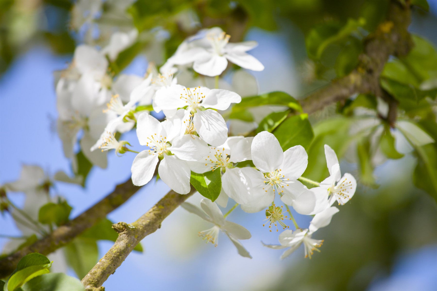 Malus 'Butterball' (Zierapfel 'Butterball')