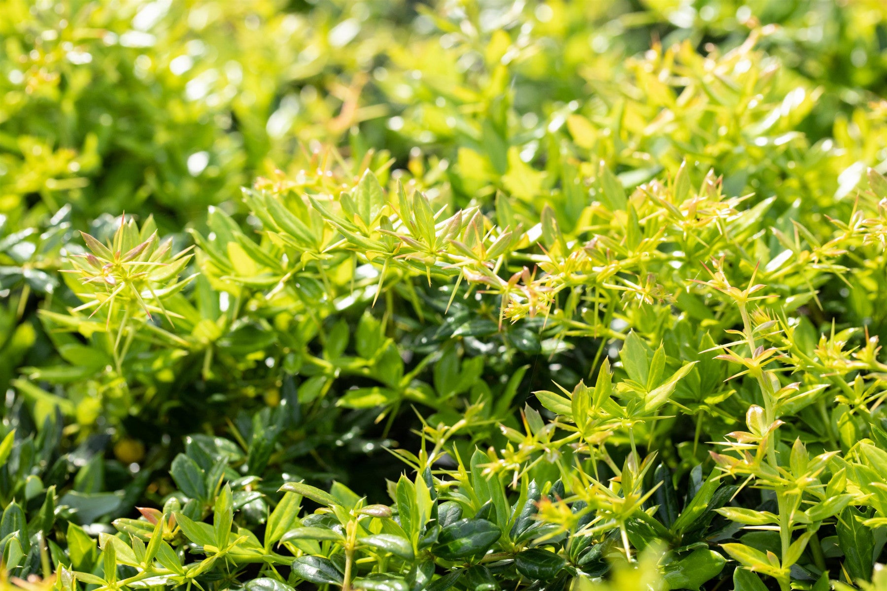 Berberis frikartii 'Verrucandi' (Berberitze 'Verrucandi')