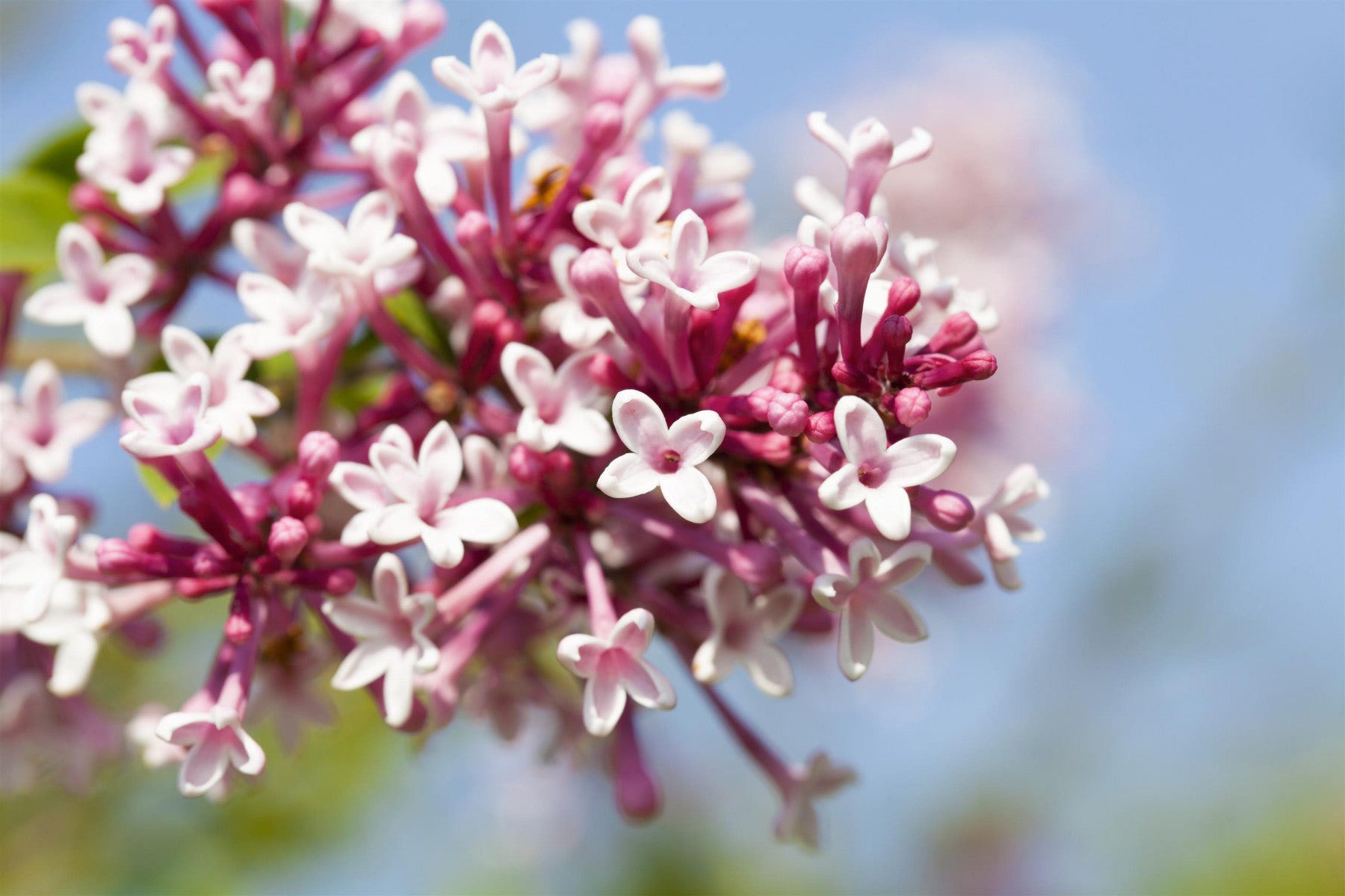 Syringa reflexa (Bogenflieder)