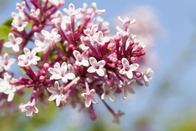 Syringa reflexa mit Blüte, erhältlich von 40-60 bis 125-150 cm ;;ab 16,60 Euro