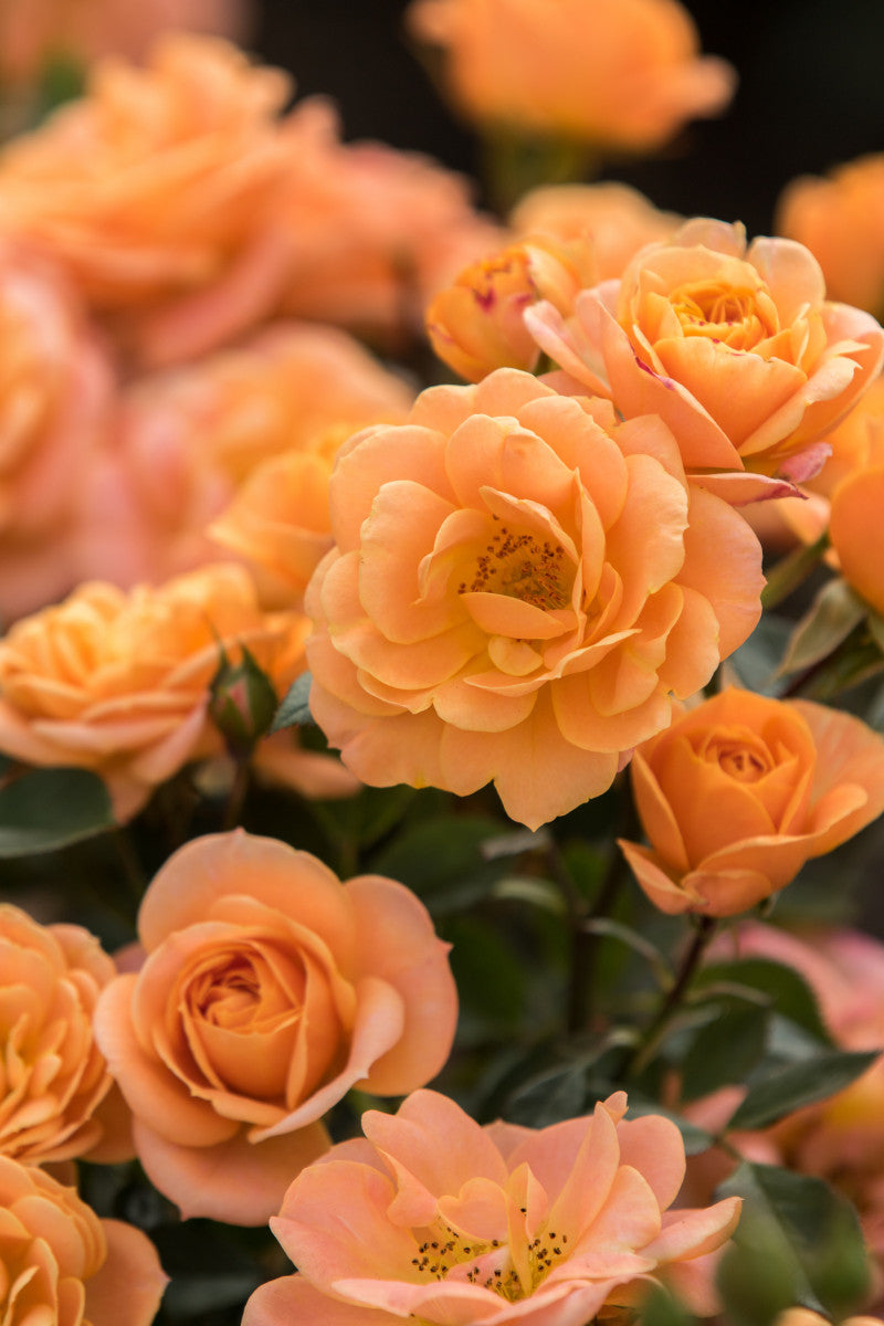 Rosa 'Apricot Clementine' Z mit Blüte ;;ab 8,10 Euro