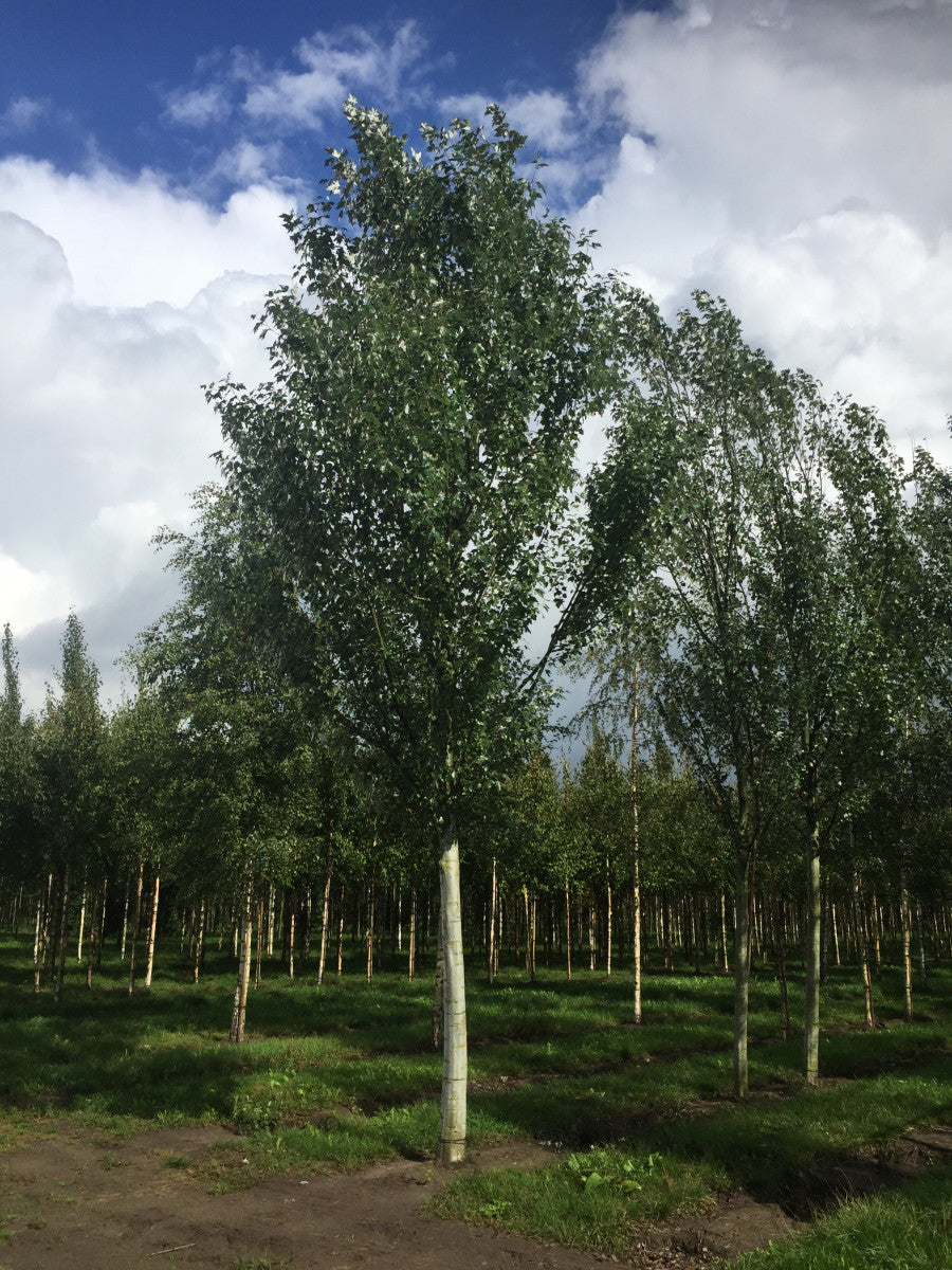 Populus tremula , erhältlich von 50-80 bis 450-650 cm ;;ab 2,48 Euro