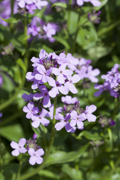 Hesperis matronalis mit Blüte ;;ab 3,70 Euro