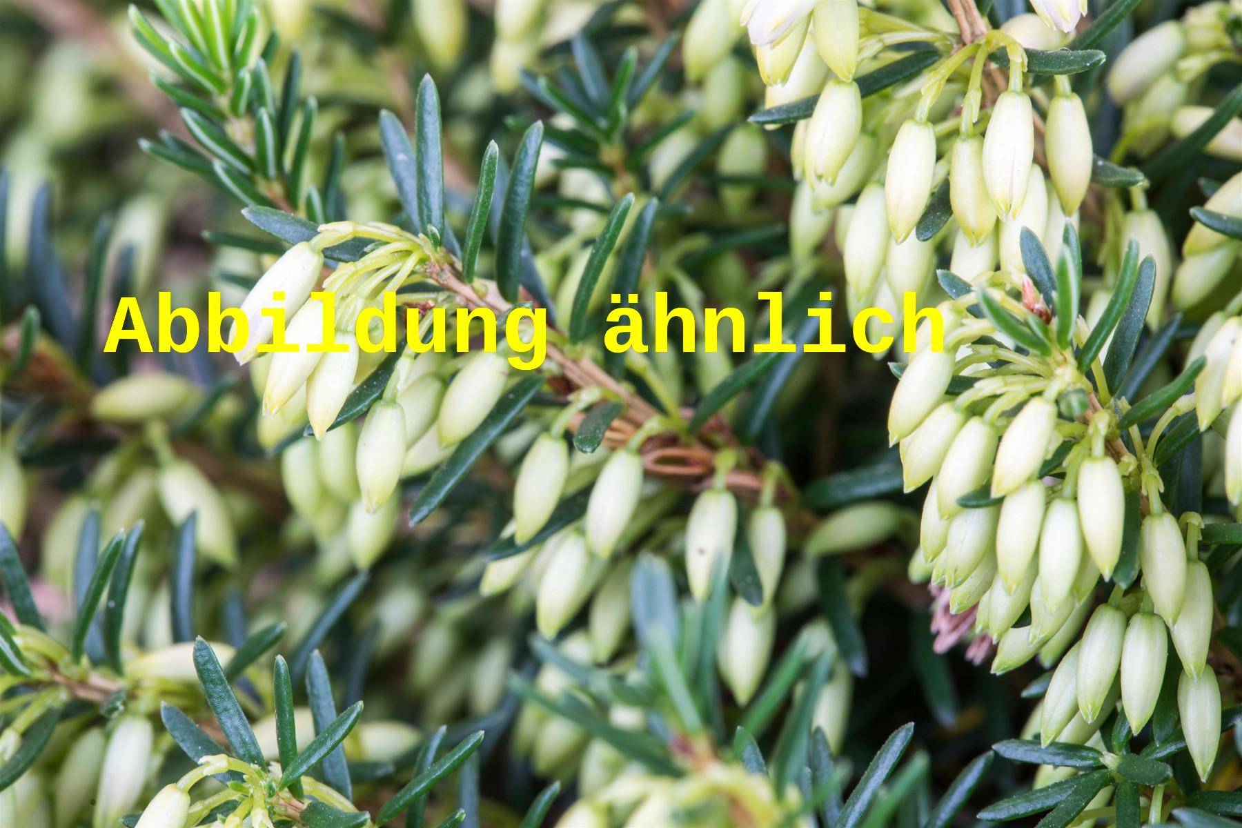 Erica carnea 'Springwood White' (Schneeheide 'Springwood White')