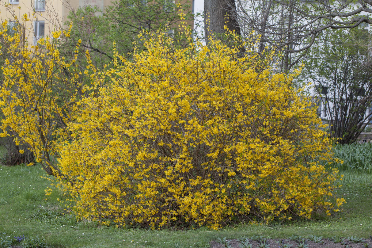 Forsythia intermedia 'Spectabilis' als Pflanze im Beet ; Einsatz: Heckenpflanze ; Pluspunkt: schnittverträglich;;mit zeitnaher Lieferung