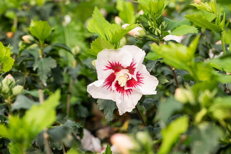 Hibiscus syriacus 'Helene' mit Blüte, erhältlich von 40-60 bis 200-250 cm ;;ab 24,60 Euro