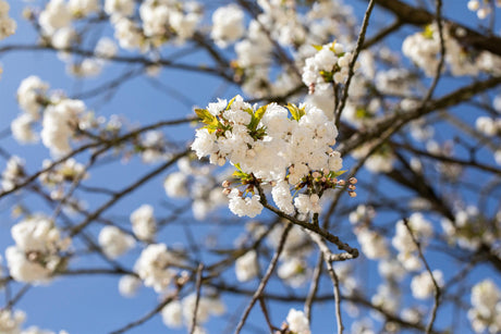 Prunus serrulata 'Shirotae' mit Blüte, erhältlich von 60-100 bis 450-650 cm ;;ab 16,60 Euro