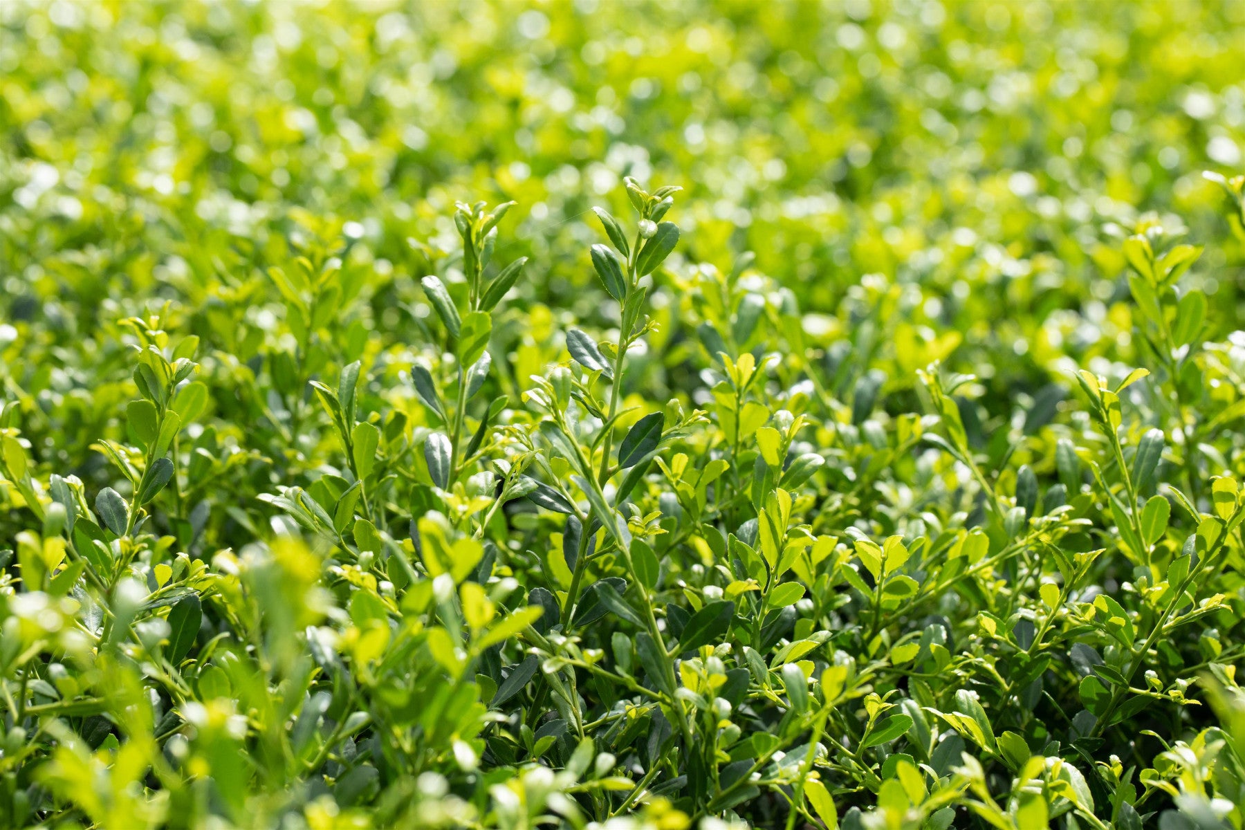 Ilex crenata 'Stokes' (Niedriger Berg-Ilex)