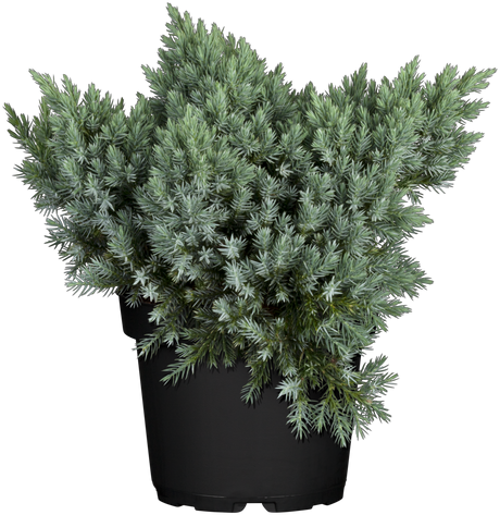 Juniperus squamata 'Blue Star' , erhältlich von 12-15 bis 50-60 cm ;;ab 12,60 Euro