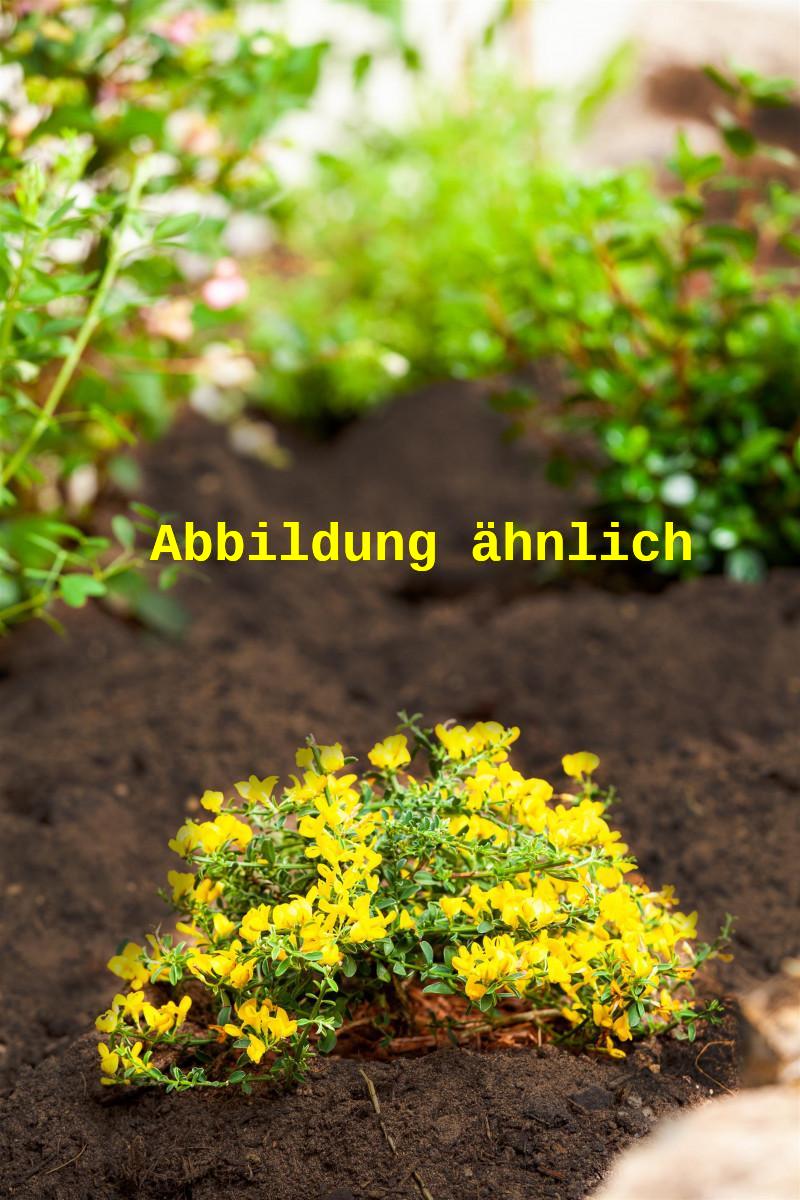 Bild wird ergänzt für Genista pilosa (Sandginster)