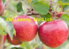 Malus 'Roter Jonathan' (Apfel 'Roter Jonathan')