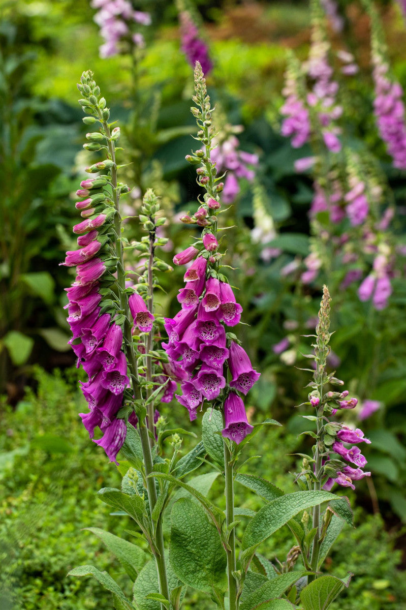 Digitalis purpurea 'Gloxiniaeflora' (Garten-Fingerhut)