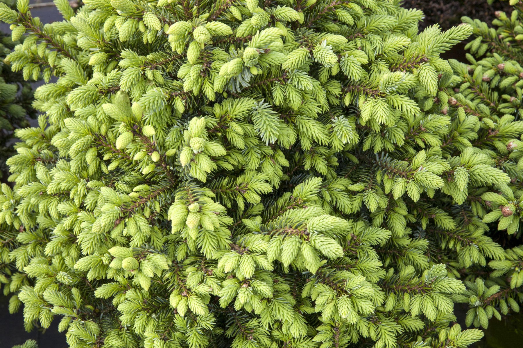 Picea omorika 'Nana' (Serbische Kegelfichte)