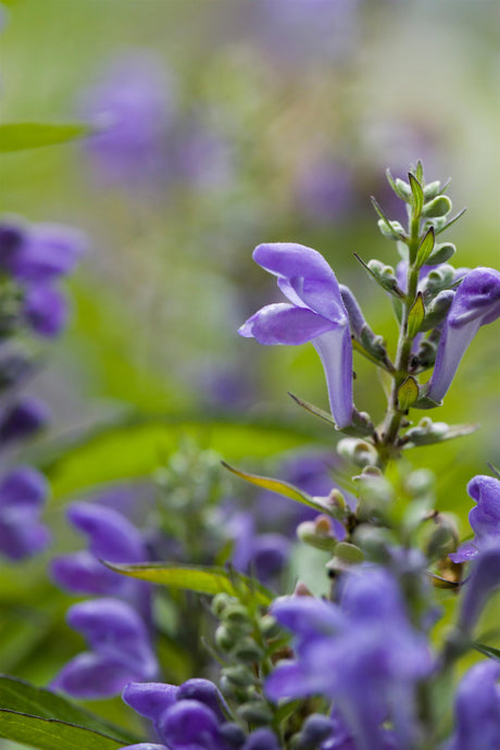 Scutellaria scordiifolia mit Blüte ;;ab 4,80 Euro