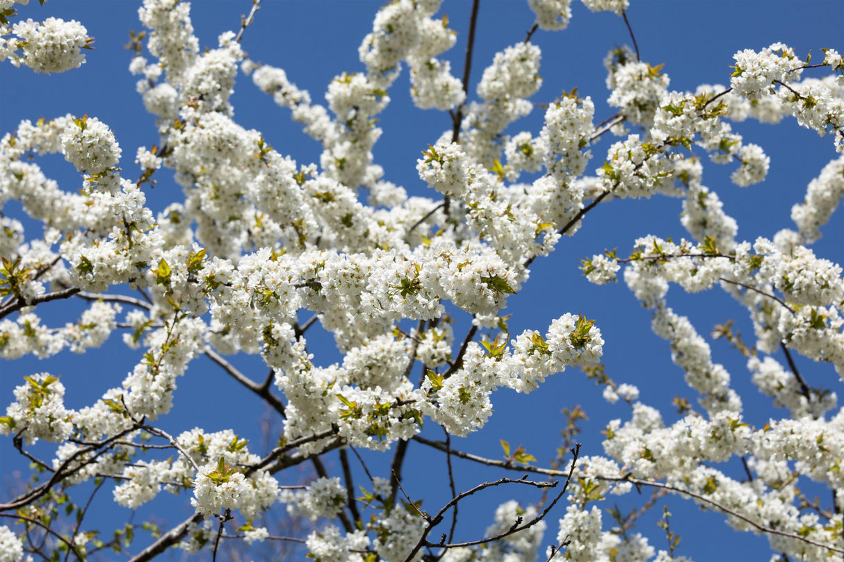 Wild-Kirsche mit Blüte ; Einsatz: Zierpflanze ; Pluspunkt: essbare Früchte;;Pflanzen vom Profi