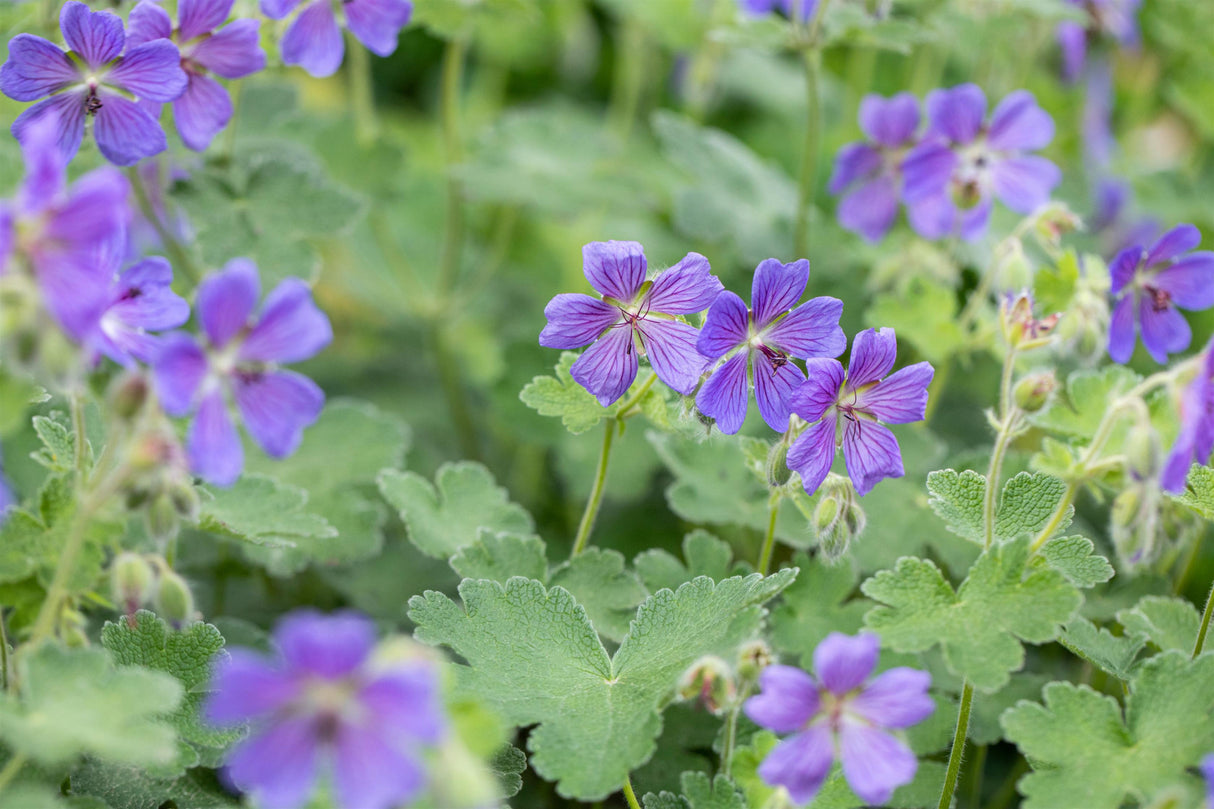 Geranium renardii 'Philippe Vapelle' mit Blüte ;;ab 4,80 Euro