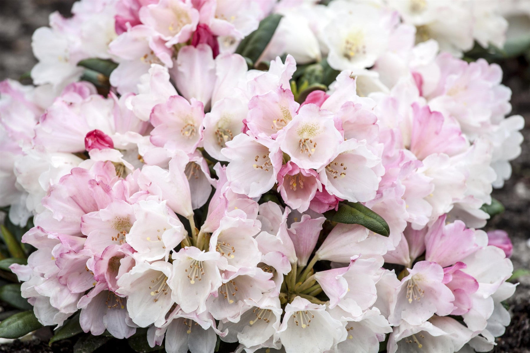 Rhododendron yak. 'Koichiro Wada' (Yaku-Rhododendron 'Koichiro Wada')