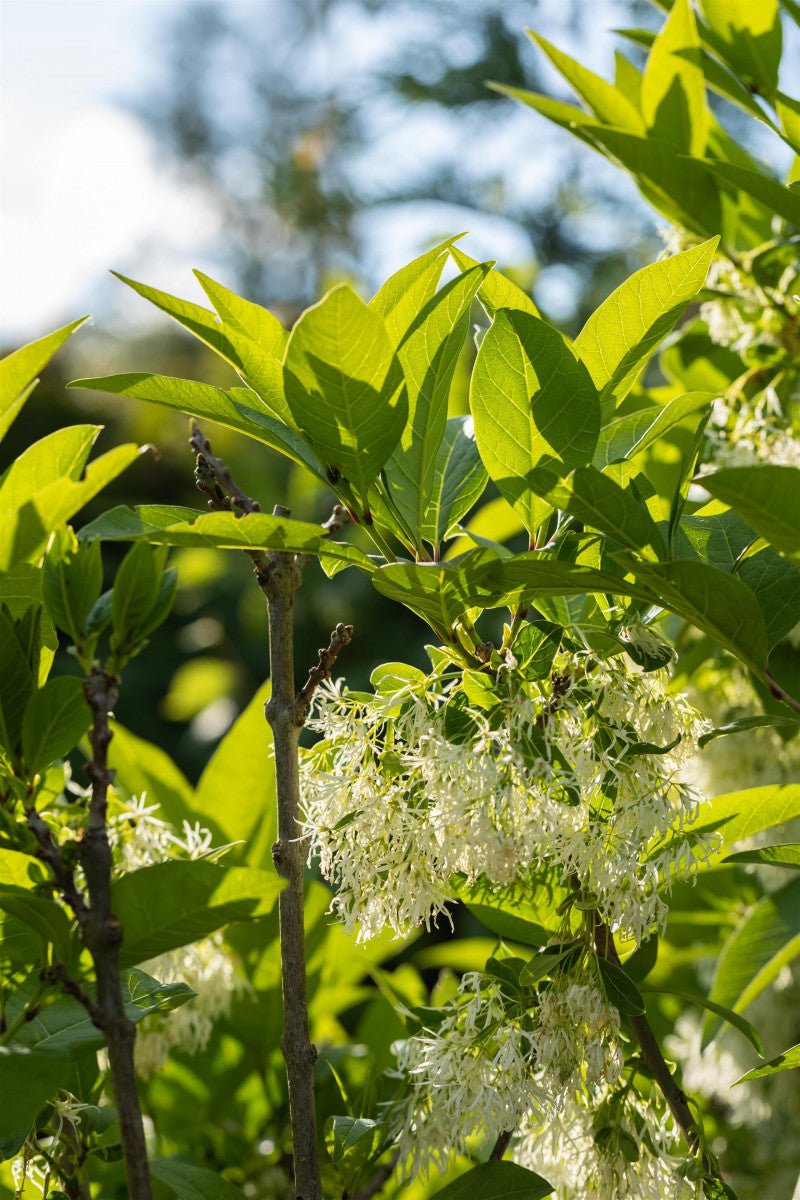 Chionanthus virginicus (Schneeflockenstrauch)