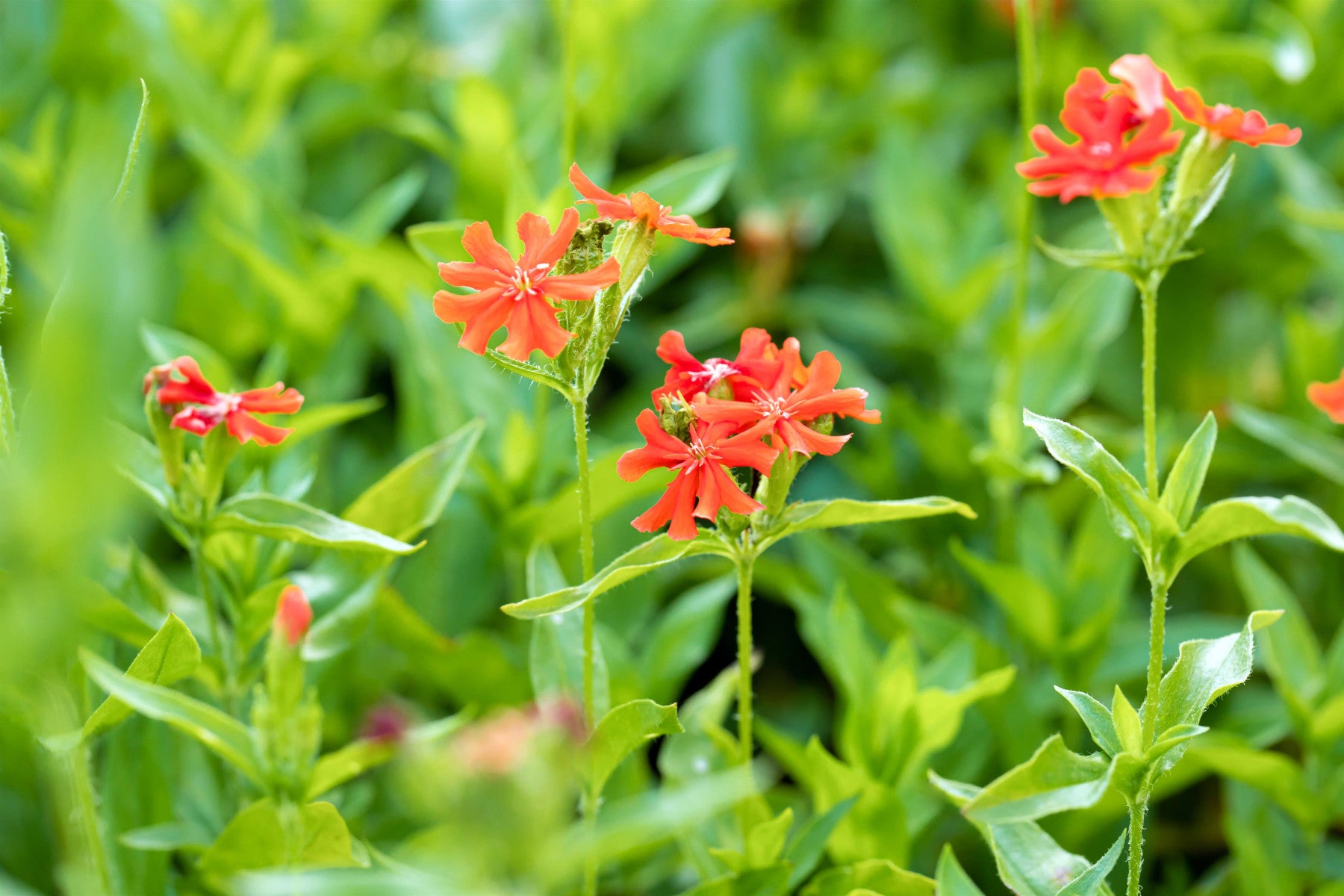 Lychnis chalcedonica (Brennende Liebe)