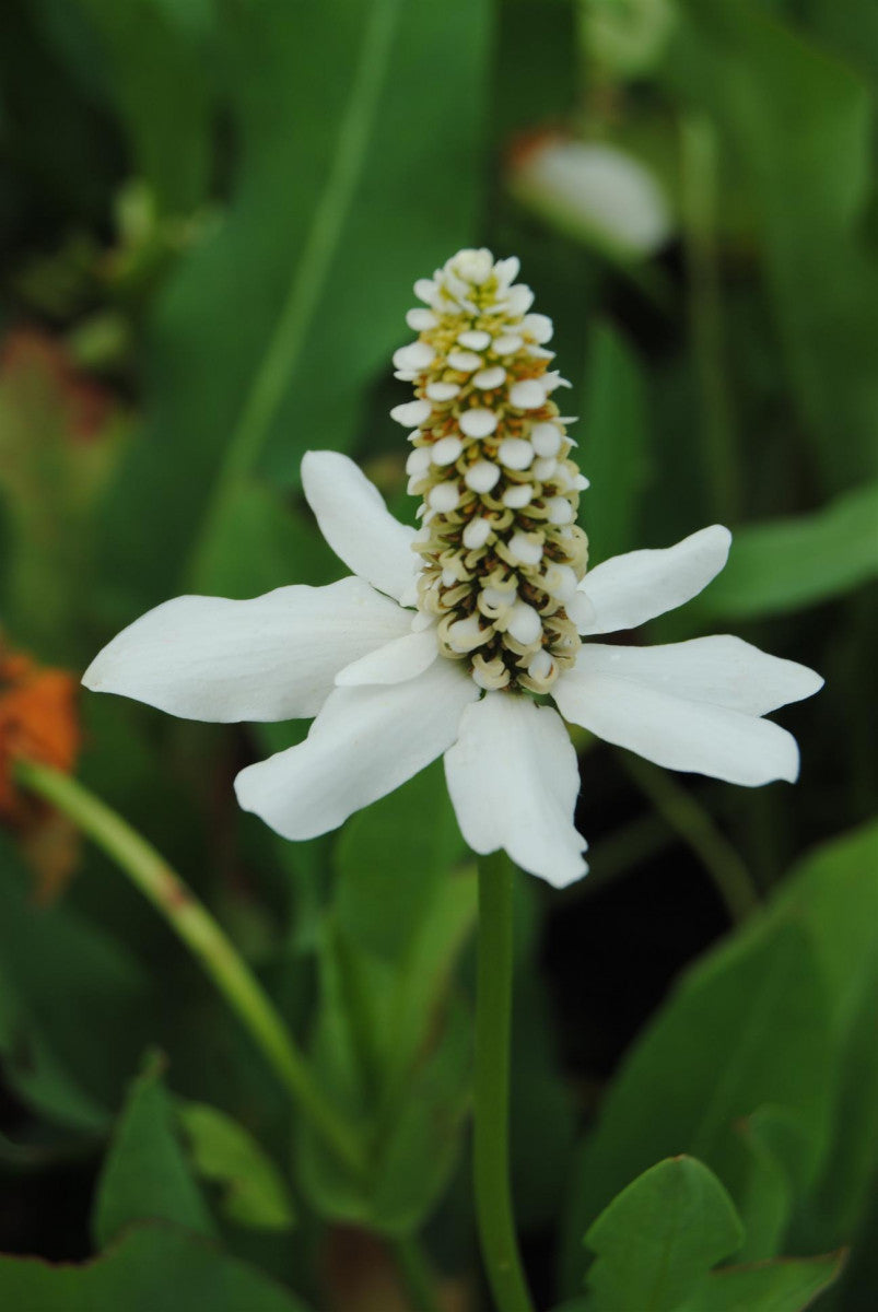 Anemopsis californica (Anemopsis californica)