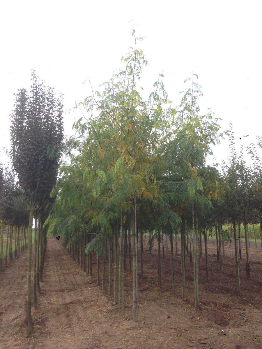 Gleditsia triacanthos 'Skyline' (Lederhülsenbaum 'Skyline')