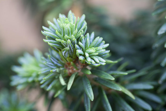 Abies balsamea 'Piccolo' , erhältlich von 12-15 bis 50-60 cm ;;ab 16,90 Euro