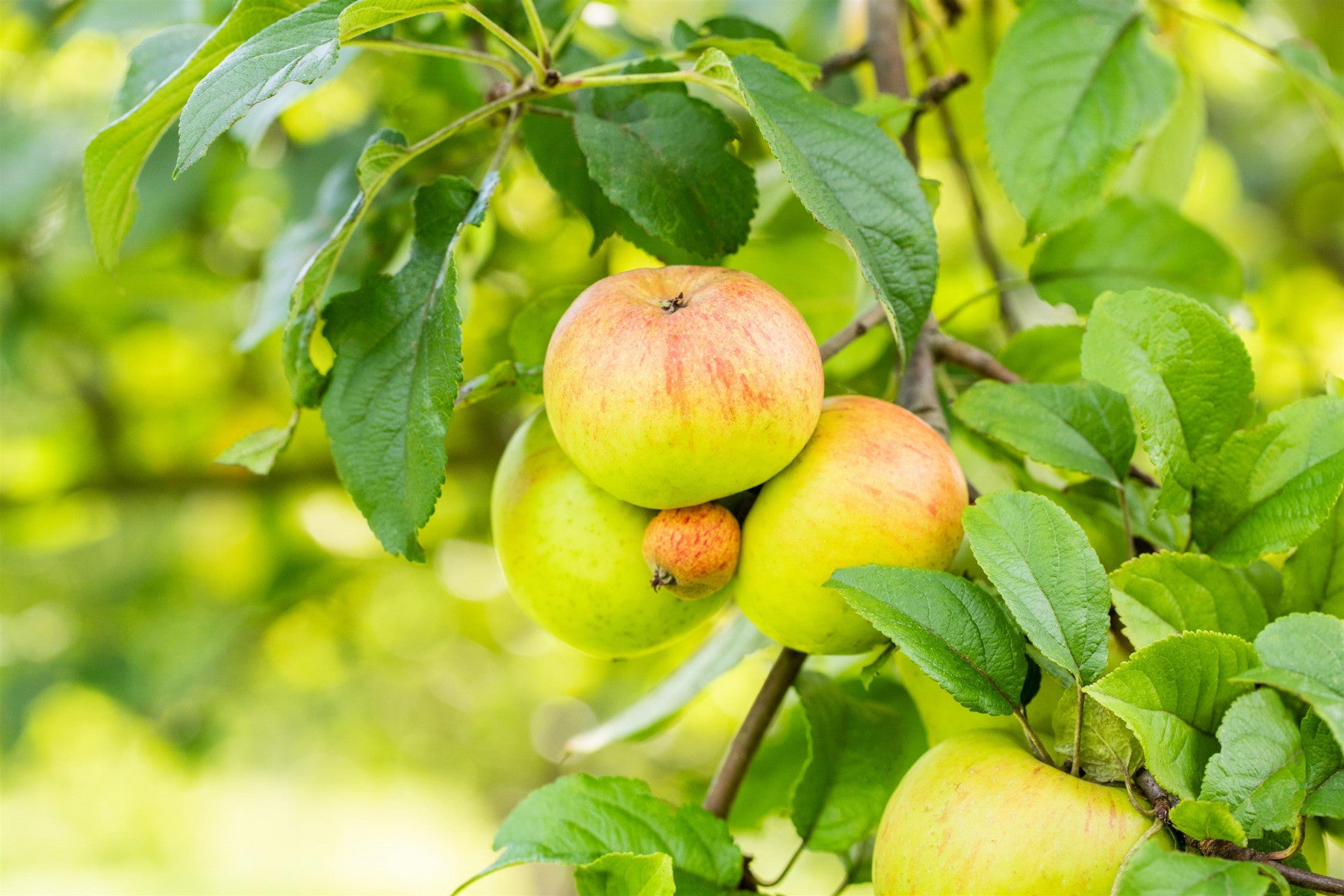 Malus 'Goldrenette Fr. v. Berlepsch' (Apfel 'Goldrenette Fr. v. Berlepsch' mittel)