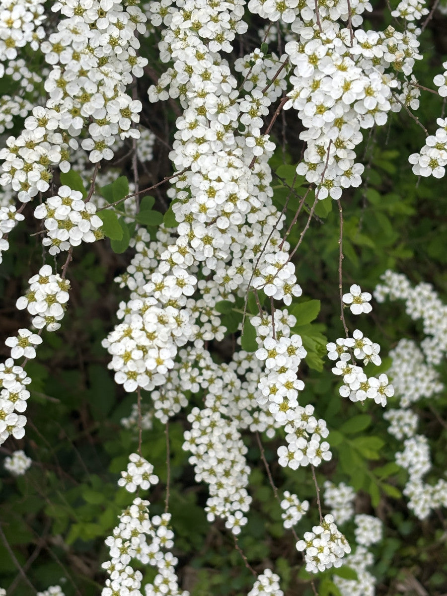 Spiraea arguta (Brautspiere)