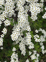 Spiraea arguta , erhältlich von 40-60 bis 175-200 cm ;;ab 5,75 Euro